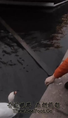 ��Foot Predator����ͷ���ٳ�ѥŮ�ŵ������ູ��